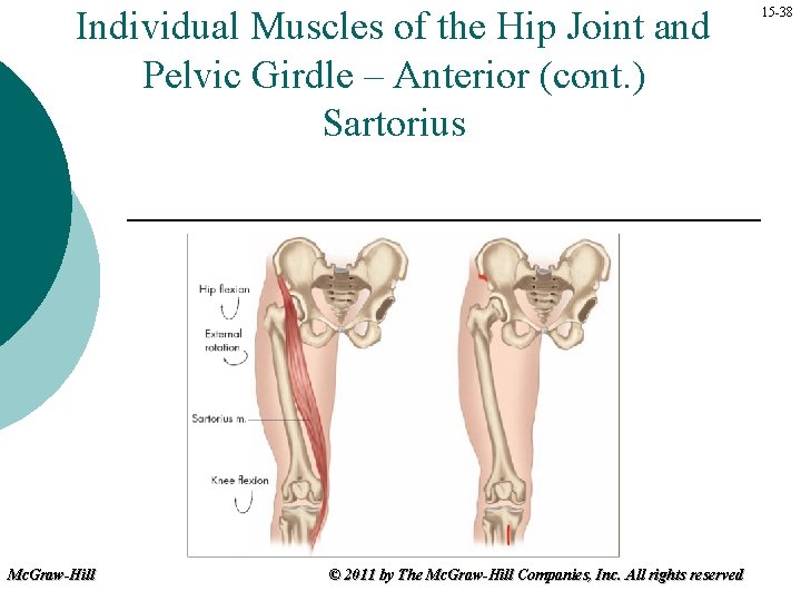 Individual Muscles of the Hip Joint and Pelvic Girdle – Anterior (cont. ) Sartorius