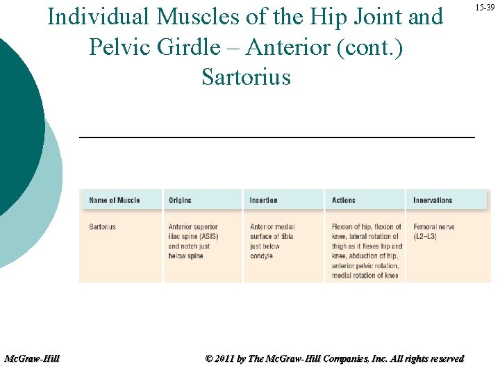 Individual Muscles of the Hip Joint and Pelvic Girdle – Anterior (cont. ) Sartorius