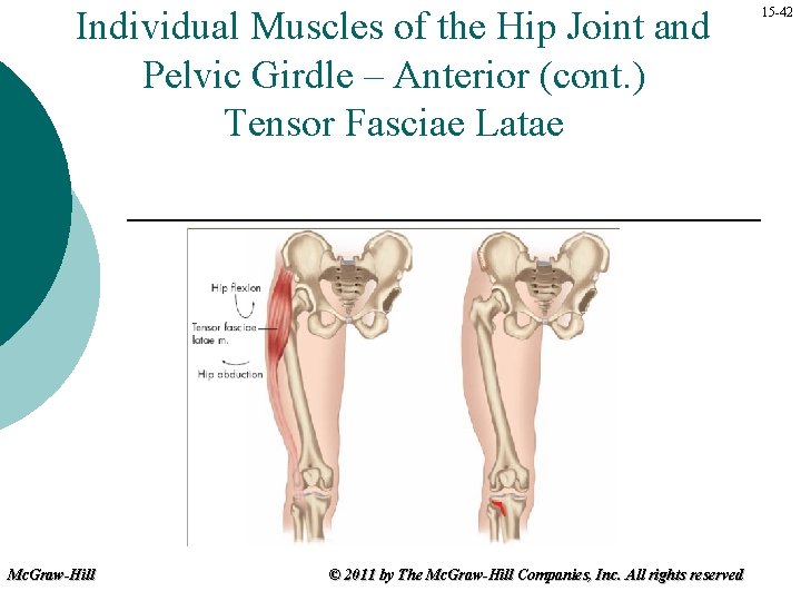 Individual Muscles of the Hip Joint and Pelvic Girdle – Anterior (cont. ) Tensor