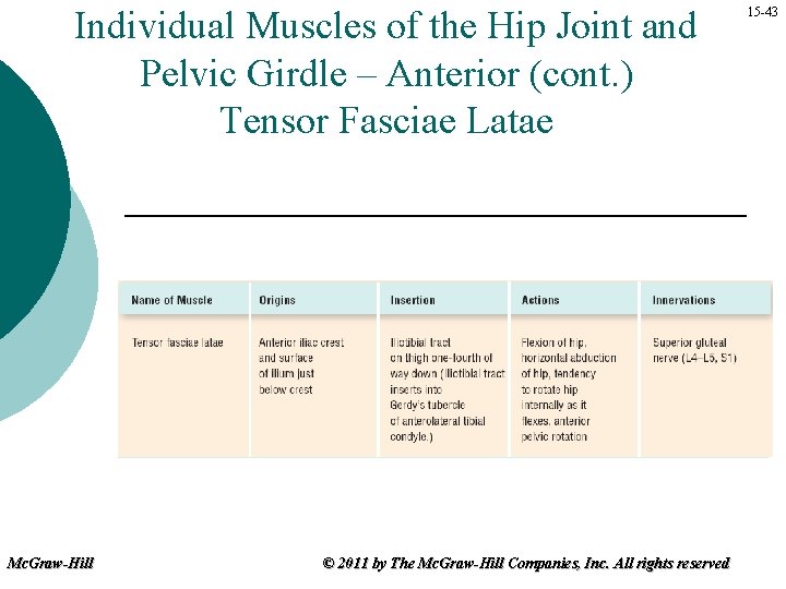 Individual Muscles of the Hip Joint and Pelvic Girdle – Anterior (cont. ) Tensor