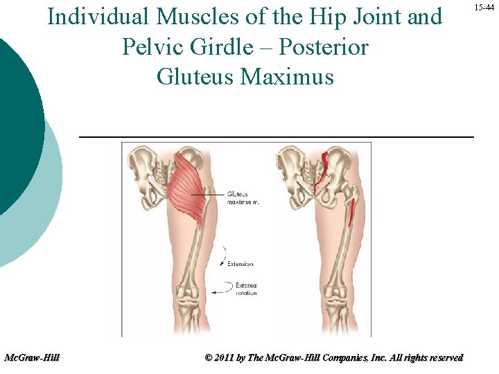 Individual Muscles of the Hip Joint and Pelvic Girdle – Posterior Gluteus Maximus Mc.