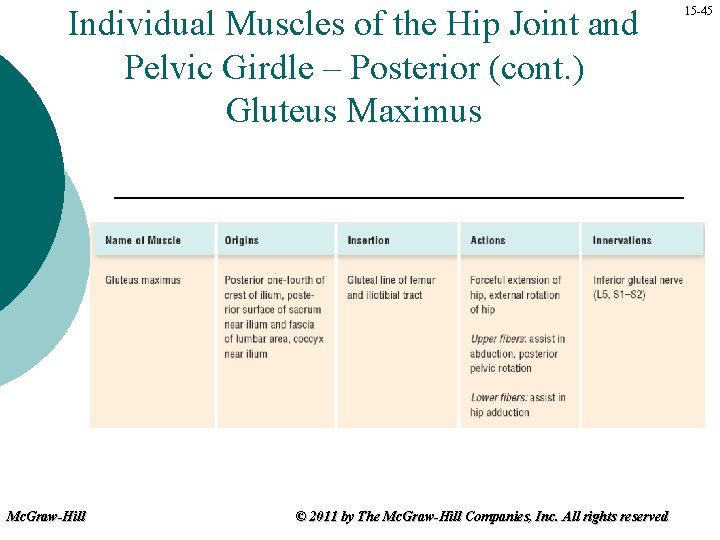 Individual Muscles of the Hip Joint and Pelvic Girdle – Posterior (cont. ) Gluteus