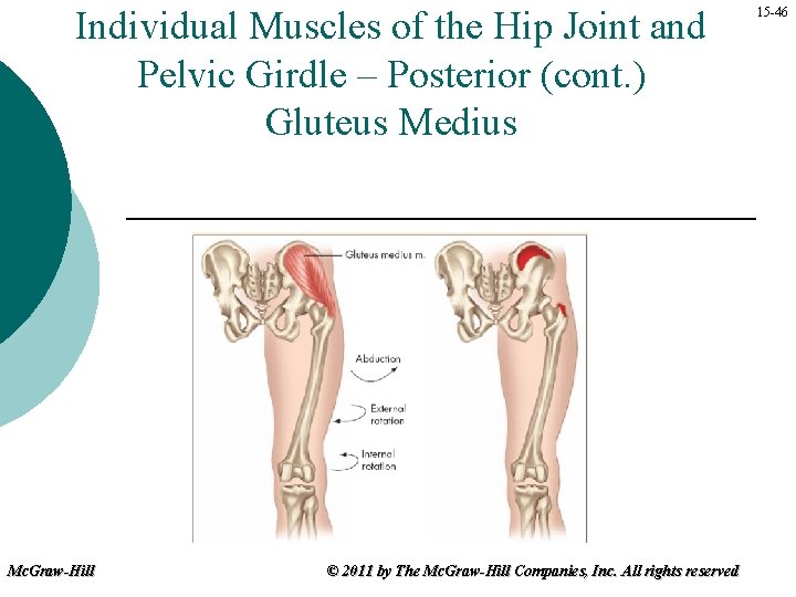 Individual Muscles of the Hip Joint and Pelvic Girdle – Posterior (cont. ) Gluteus