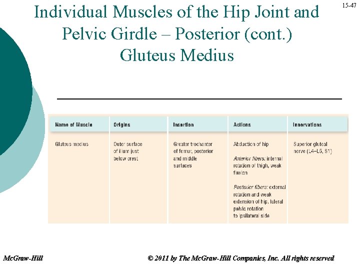 Individual Muscles of the Hip Joint and Pelvic Girdle – Posterior (cont. ) Gluteus