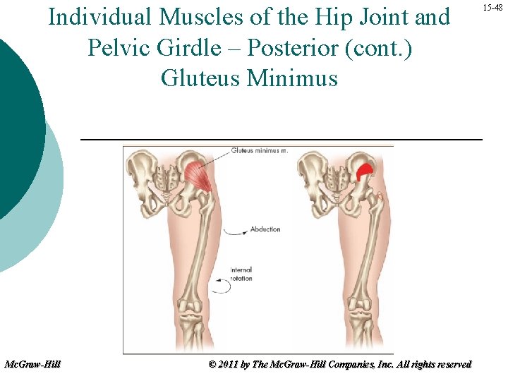 Individual Muscles of the Hip Joint and Pelvic Girdle – Posterior (cont. ) Gluteus