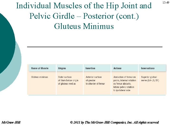 Individual Muscles of the Hip Joint and Pelvic Girdle – Posterior (cont. ) Gluteus