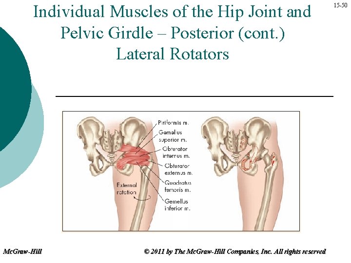 Individual Muscles of the Hip Joint and Pelvic Girdle – Posterior (cont. ) Lateral