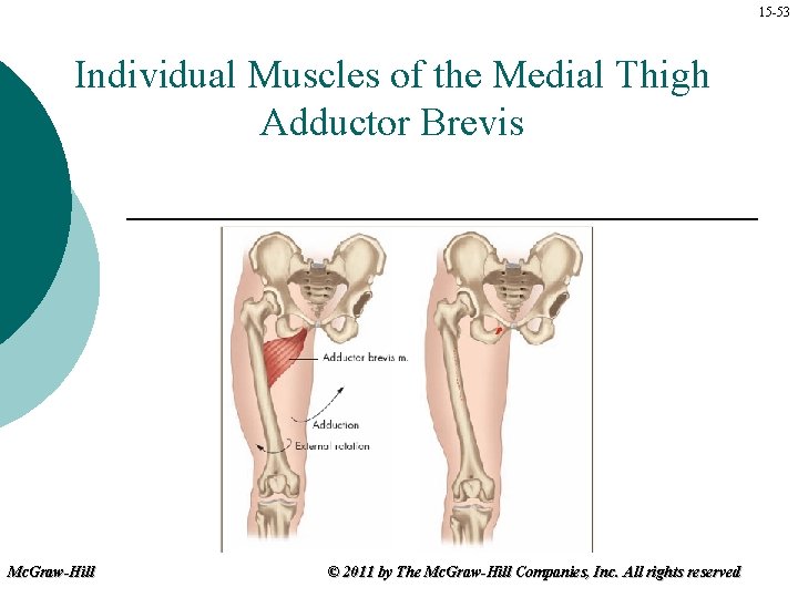 15 -53 Individual Muscles of the Medial Thigh Adductor Brevis Mc. Graw-Hill © 2011