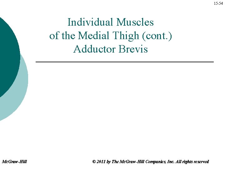 15 -54 Individual Muscles of the Medial Thigh (cont. ) Adductor Brevis Mc. Graw-Hill