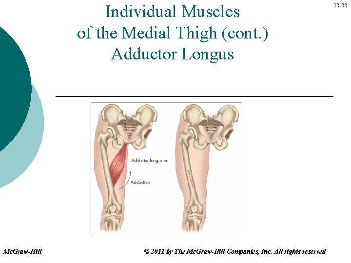 Individual Muscles of the Medial Thigh (cont. ) Adductor Longus Mc. Graw-Hill © 2011