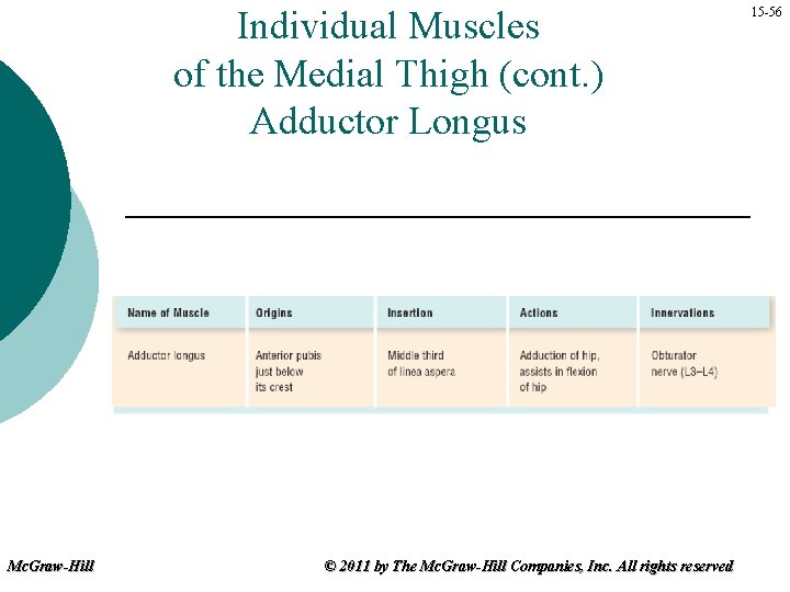Individual Muscles of the Medial Thigh (cont. ) Adductor Longus Mc. Graw-Hill © 2011
