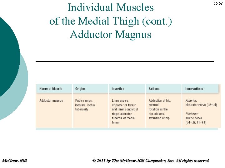 Individual Muscles of the Medial Thigh (cont. ) Adductor Magnus Mc. Graw-Hill © 2011