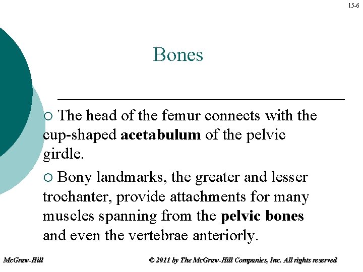 15 -6 Bones The head of the femur connects with the cup-shaped acetabulum of