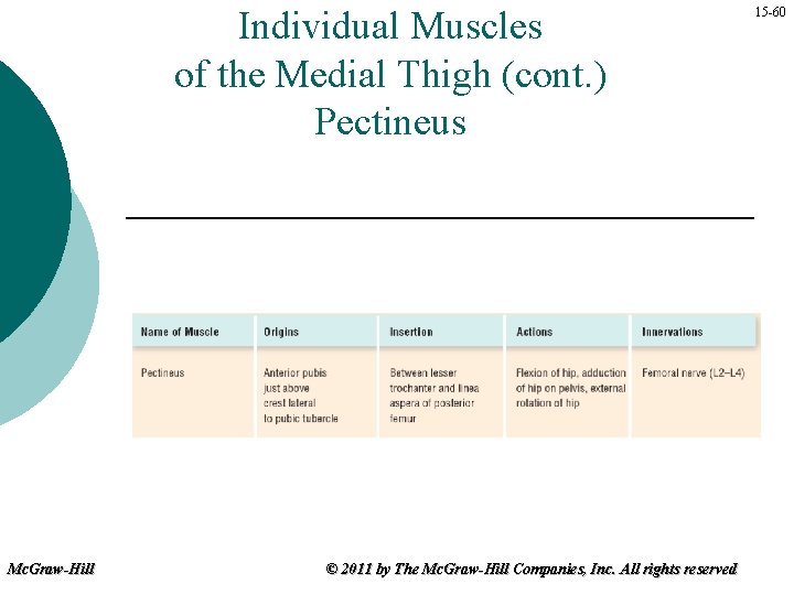 Individual Muscles of the Medial Thigh (cont. ) Pectineus Mc. Graw-Hill © 2011 by