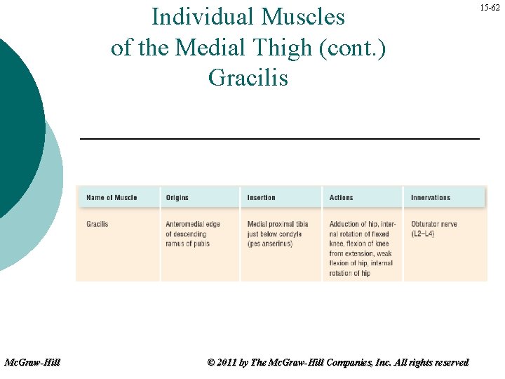 Individual Muscles of the Medial Thigh (cont. ) Gracilis Mc. Graw-Hill © 2011 by