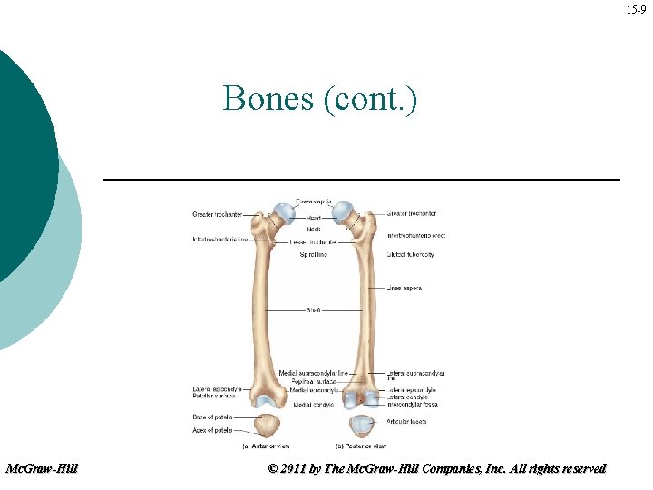 15 -9 Bones (cont. ) Mc. Graw-Hill © 2011 by The Mc. Graw-Hill Companies,