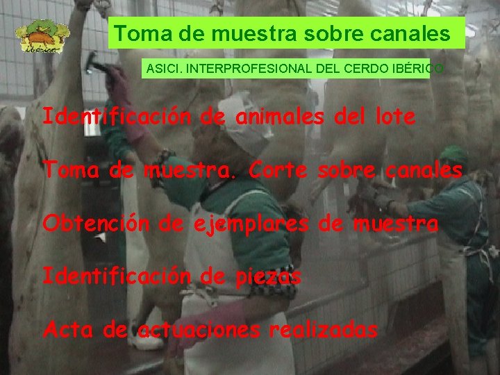 Toma dede muestra sobre canales Toma muestra sobre canales ASICI. INTERPROFESIONAL DELDEL CERDO IBÉRICO