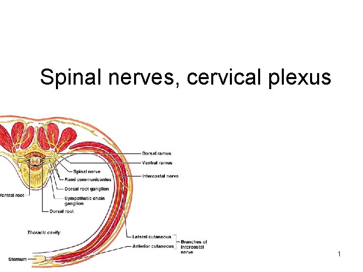 Spinal nerves, cervical plexus 1 