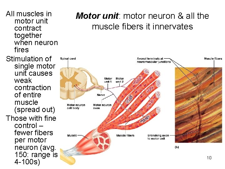 All muscles in motor unit contract together when neuron fires Stimulation of single motor