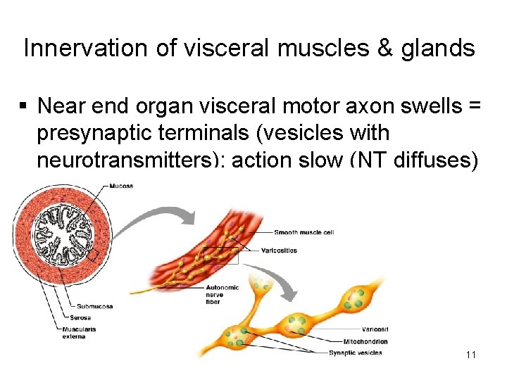 Innervation of visceral muscles & glands § Near end organ visceral motor axon swells