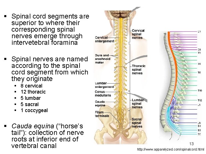 § Spinal cord segments are superior to where their corresponding spinal nerves emerge through