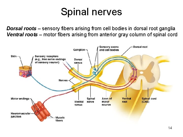 Spinal nerves Dorsal roots – sensory fibers arising from cell bodies in dorsal root