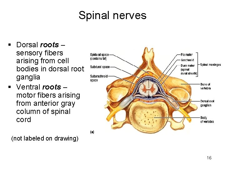 Spinal nerves § Dorsal roots – sensory fibers arising from cell bodies in dorsal