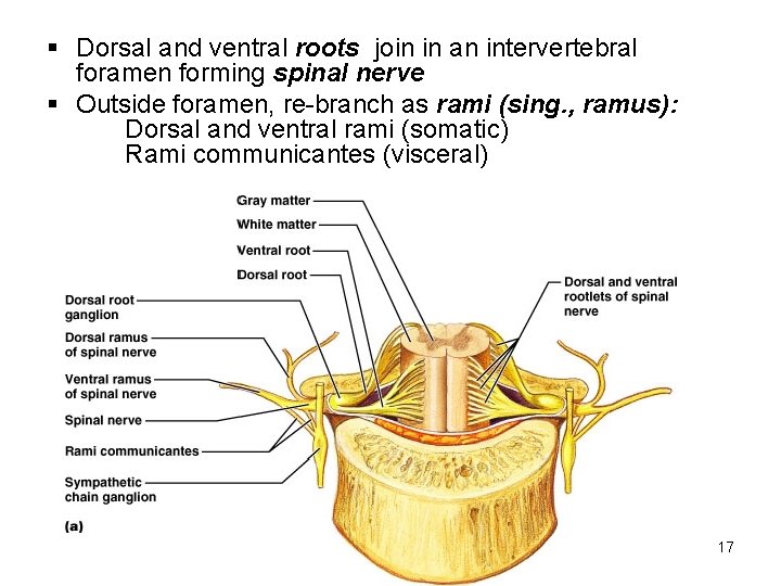 § Dorsal and ventral roots join in an intervertebral foramen forming spinal nerve §