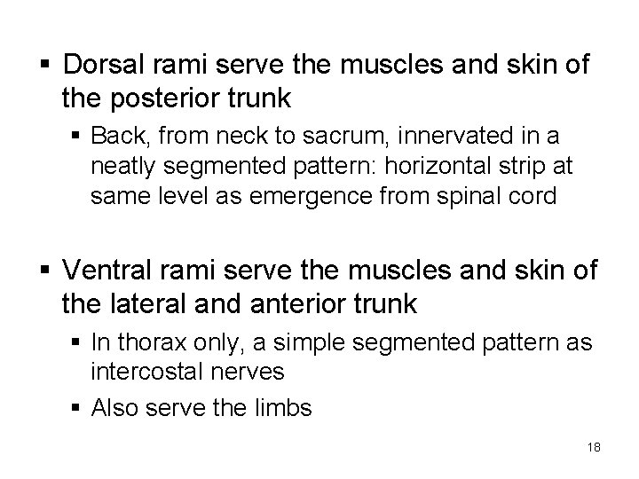 § Dorsal rami serve the muscles and skin of the posterior trunk § Back,