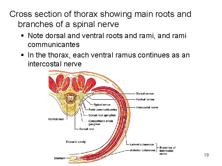 Cross section of thorax showing main roots and branches of a spinal nerve §