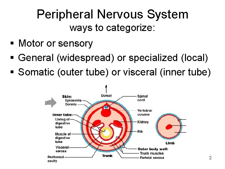 Peripheral Nervous System ways to categorize: § Motor or sensory § General (widespread) or