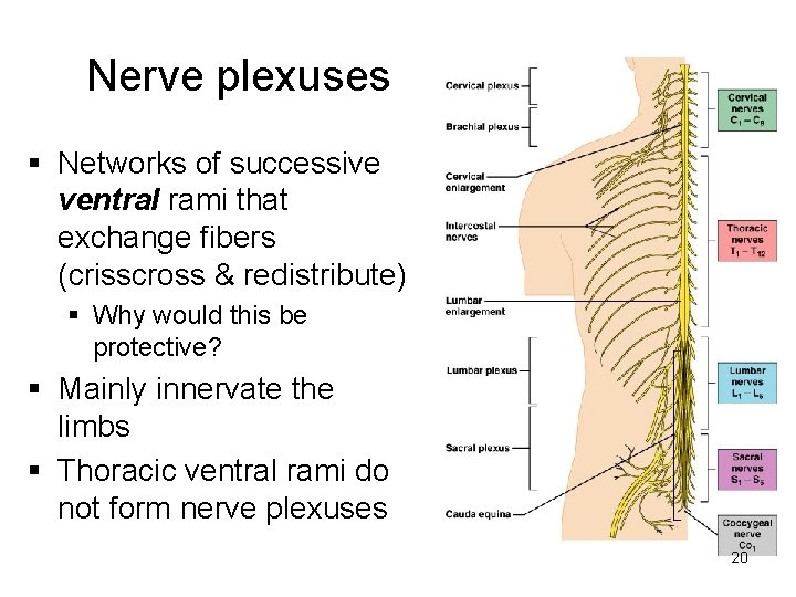 Nerve plexuses § Networks of successive ventral rami that exchange fibers (crisscross & redistribute)