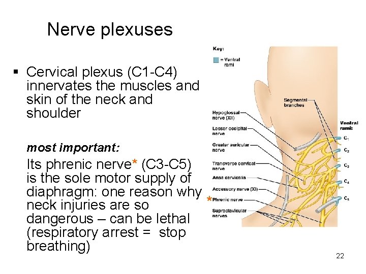 Nerve plexuses § Cervical plexus (C 1 -C 4) innervates the muscles and skin