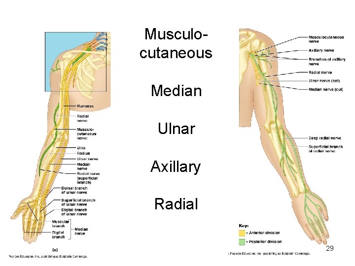 Musculocutaneous Median Ulnar Axillary Radial 29 