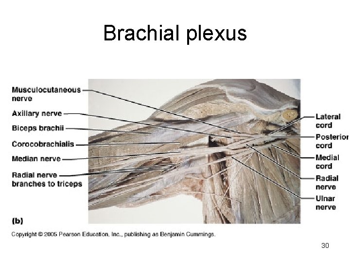 Brachial plexus 30 