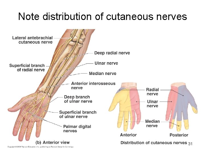 Note distribution of cutaneous nerves 31 