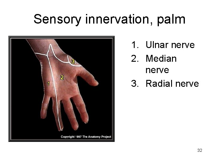 Sensory innervation, palm 1. Ulnar nerve 2. Median nerve 3. Radial nerve 32 