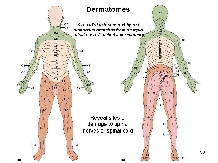 Dermatomes (innervation of skin) (area of skin innervated by the cutaneous branches from a