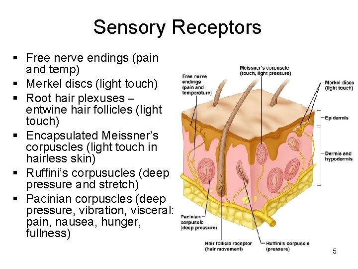 Sensory Receptors § Free nerve endings (pain and temp) § Merkel discs (light touch)