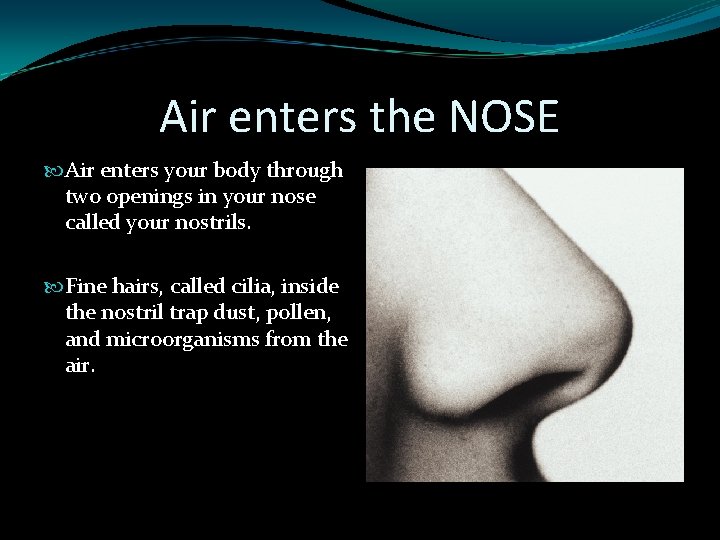 Air enters the NOSE Air enters your body through two openings in your nose