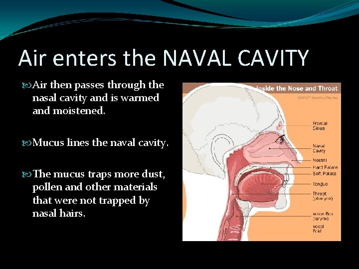 Air enters the NAVAL CAVITY Air then passes through the nasal cavity and is