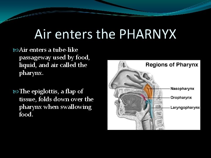 Air enters the PHARNYX Air enters a tube-like passageway used by food, liquid, and