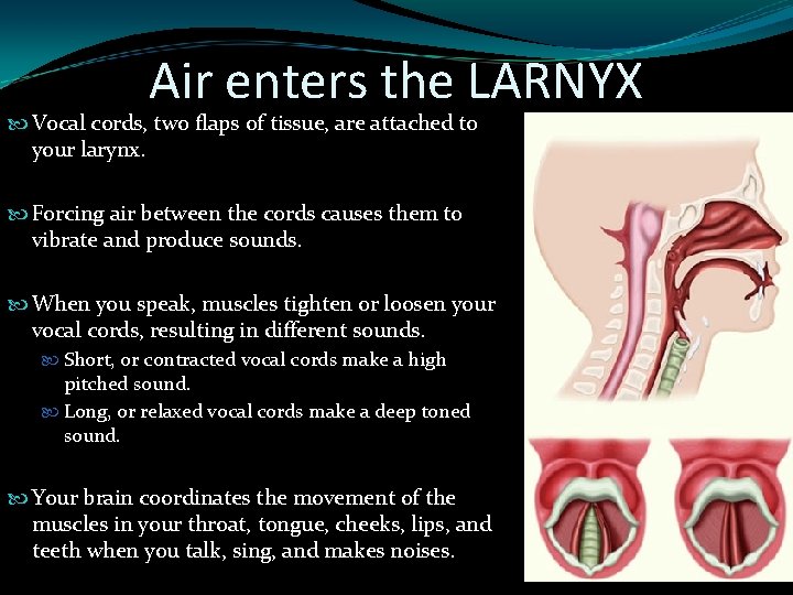 Air enters the LARNYX Vocal cords, two flaps of tissue, are attached to your