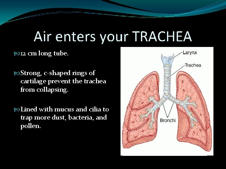 Air enters your TRACHEA 12 cm long tube. Strong, c-shaped rings of cartilage prevent
