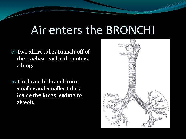 Air enters the BRONCHI Two short tubes branch off of the trachea, each tube