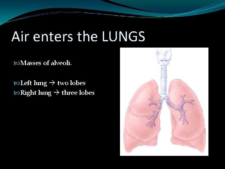 Air enters the LUNGS Masses of alveoli. Left lung two lobes Right lung three