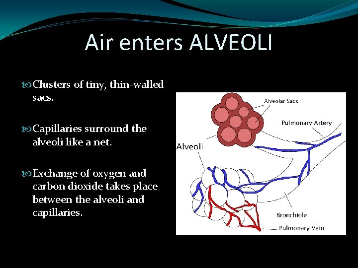 Air enters ALVEOLI Clusters of tiny, thin-walled sacs. Capillaries surround the alveoli like a