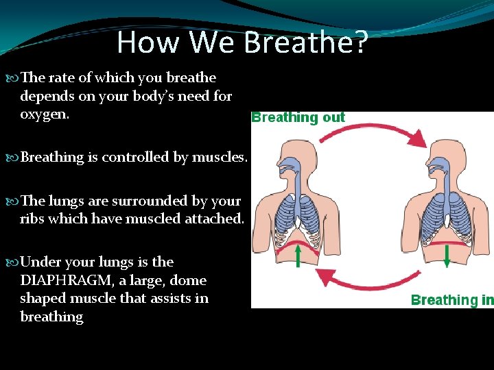 How We Breathe? The rate of which you breathe depends on your body’s need