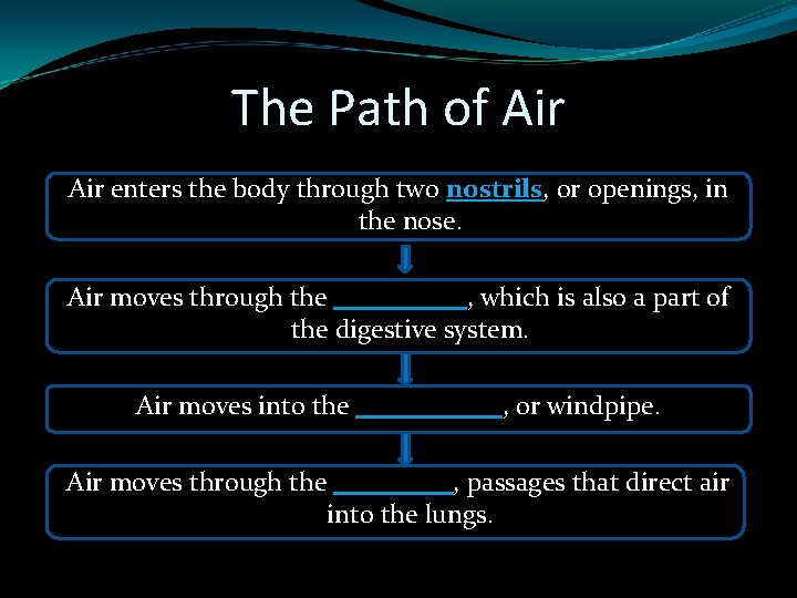 The Path of Air enters the body through two nostrils, or openings, in the