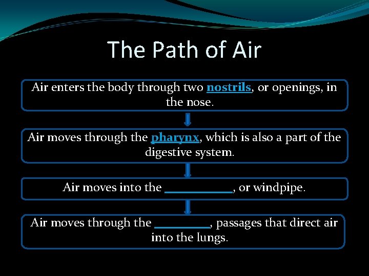 The Path of Air enters the body through two nostrils, or openings, in the